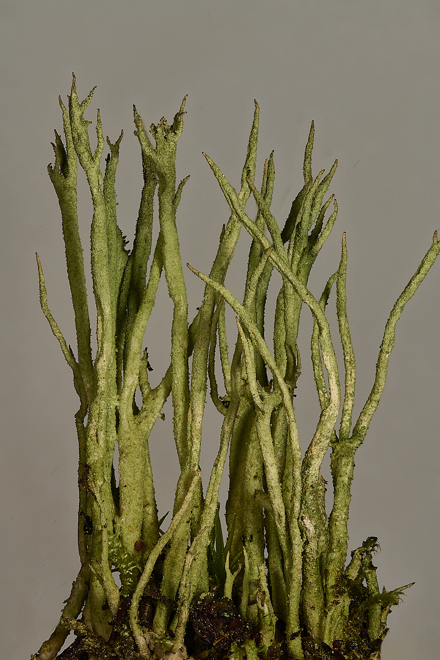 CawstonHeathCglauca301225-2