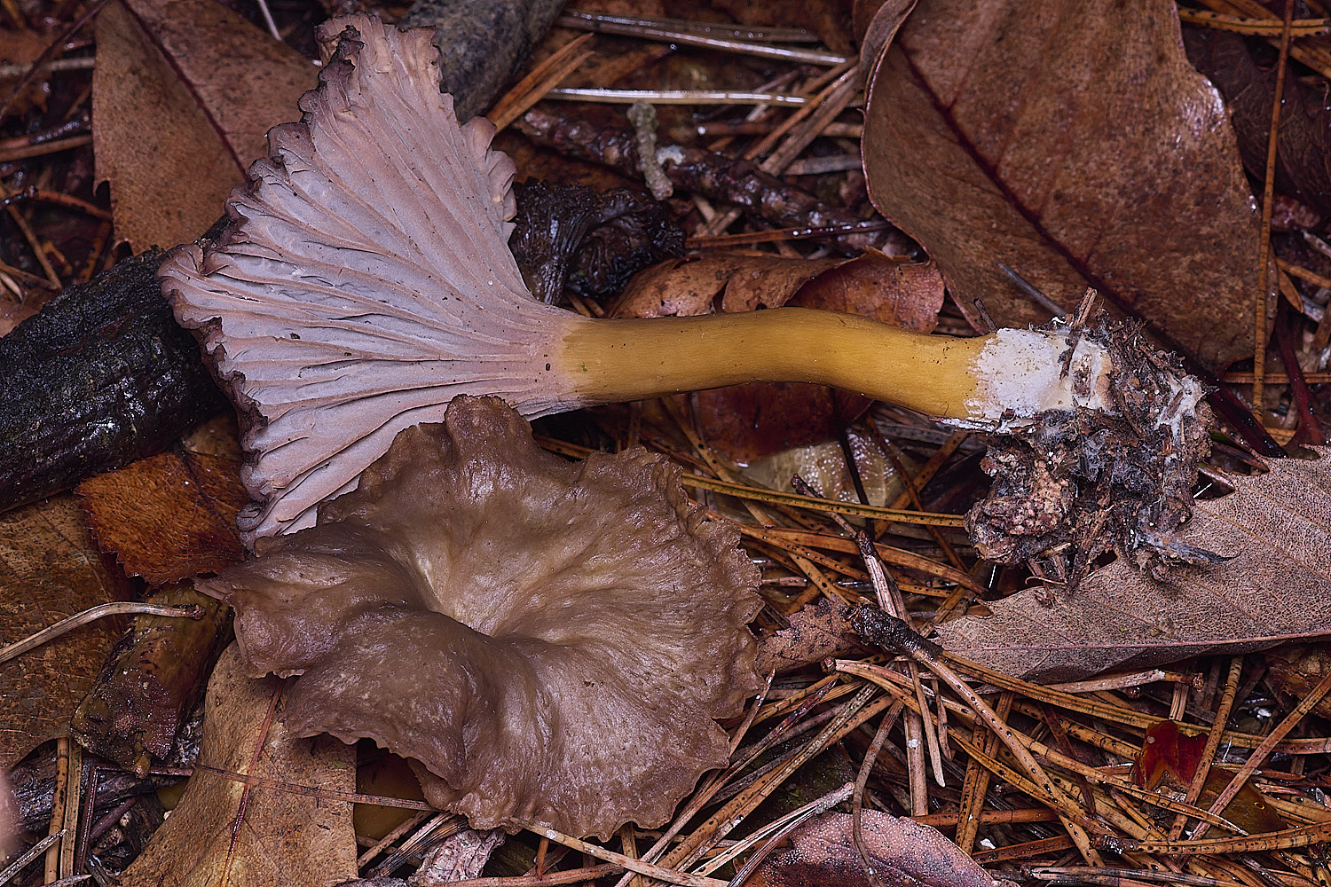 CawstonHeathChanterell311225-3