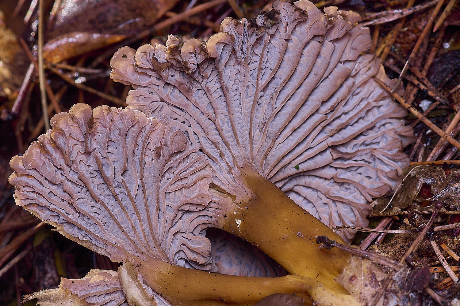 CawstonHeathChanterell311225-5