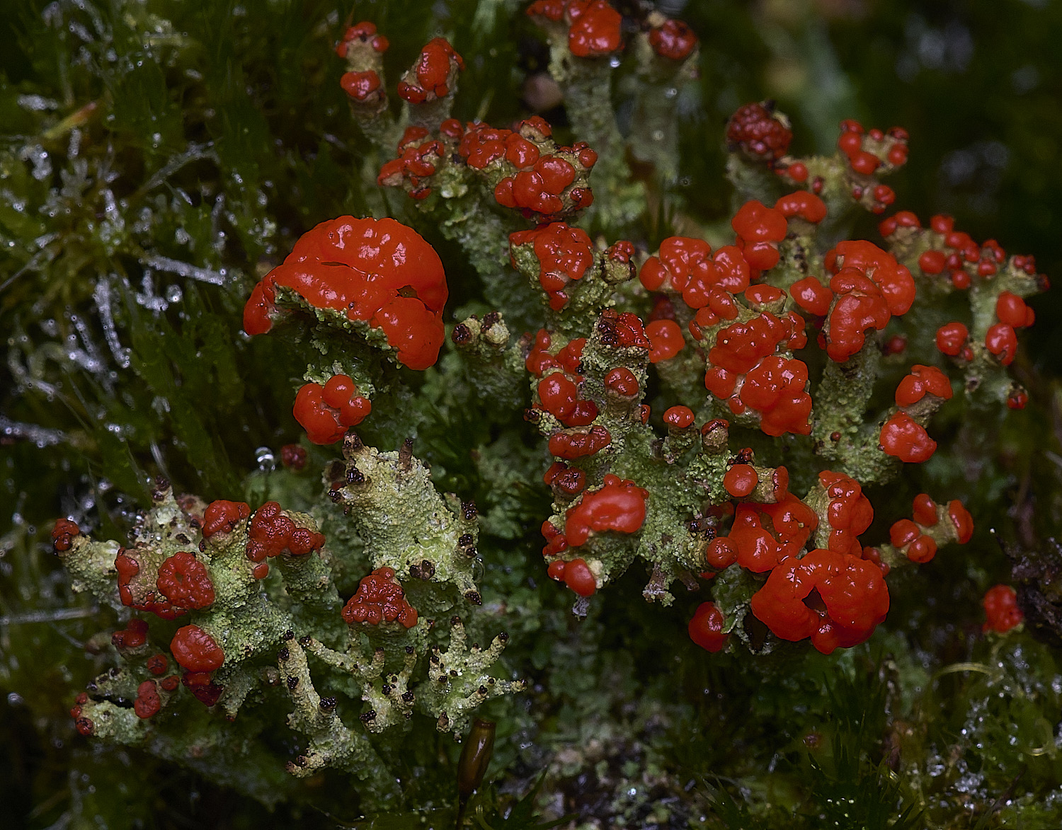 CawstonHeathCladonia311225-2