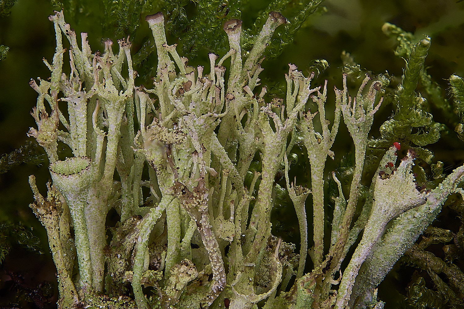 CawstonHeathCladoniaCrowns301225-1