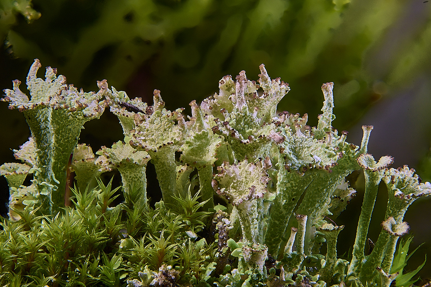 CawstonHeathCladoniaGreen301225-1