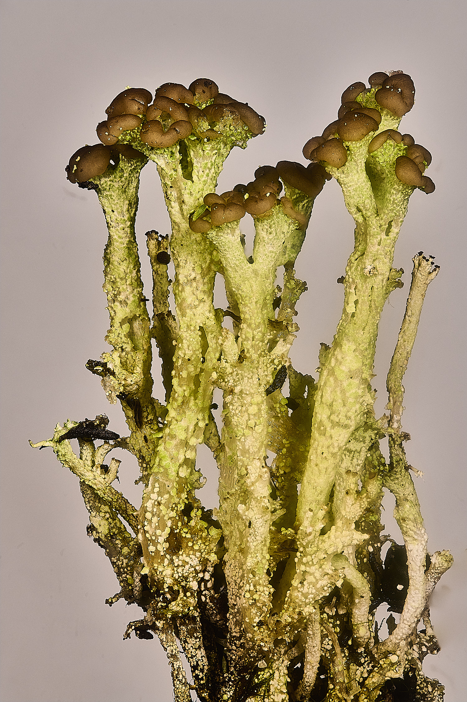 CawstonHeathCramulosa301225-1