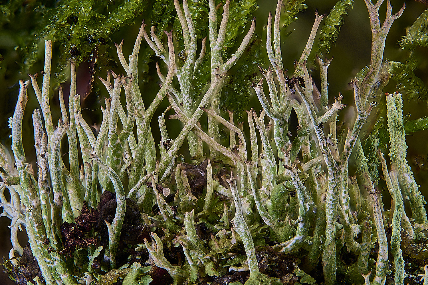 CawstonHeathCrangiformis301225-1