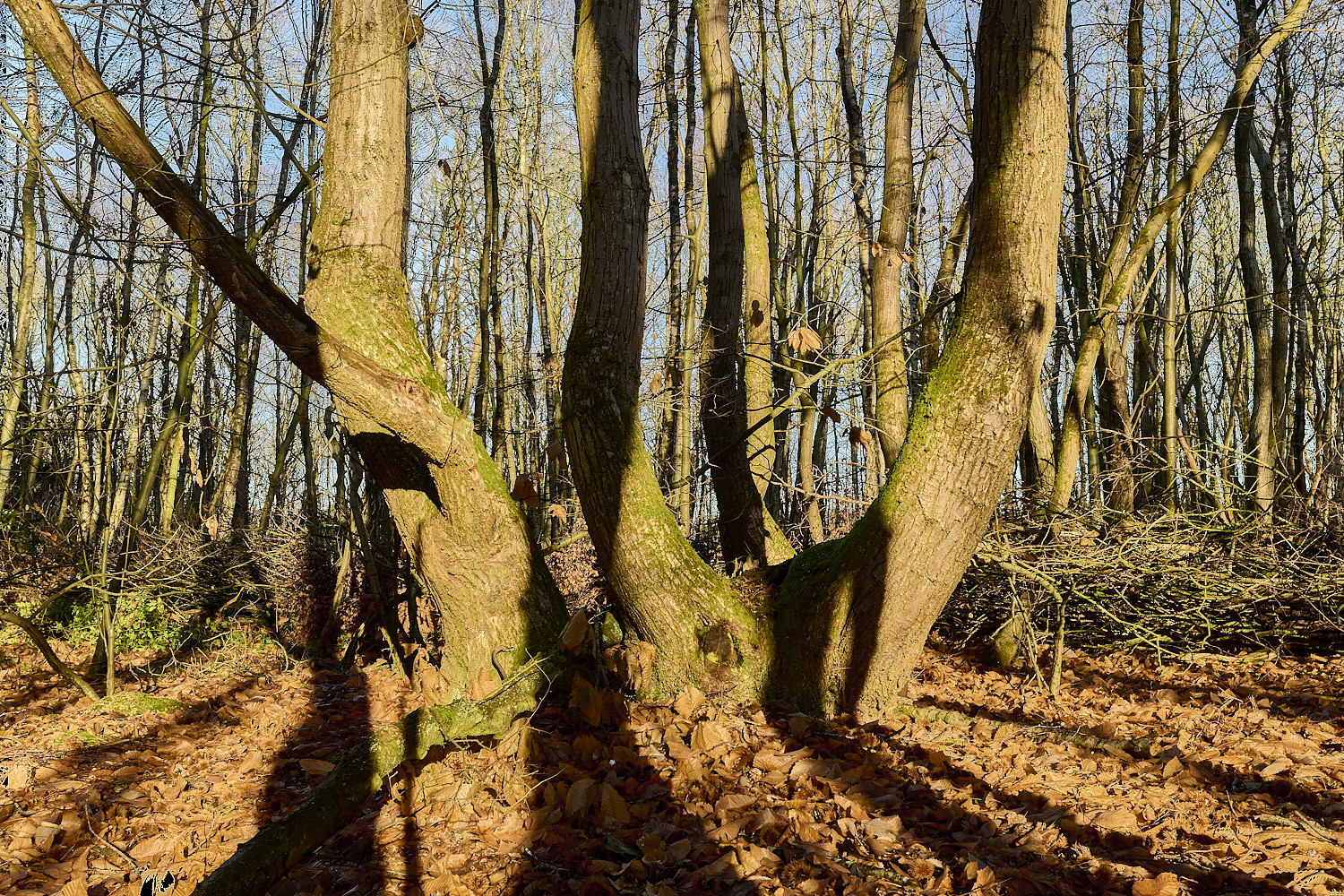 CawstonHeathCsativa311225-3