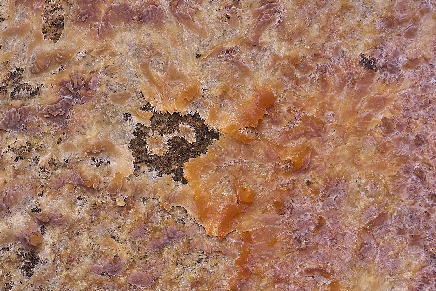 CawstonHeathFungus1311225-2