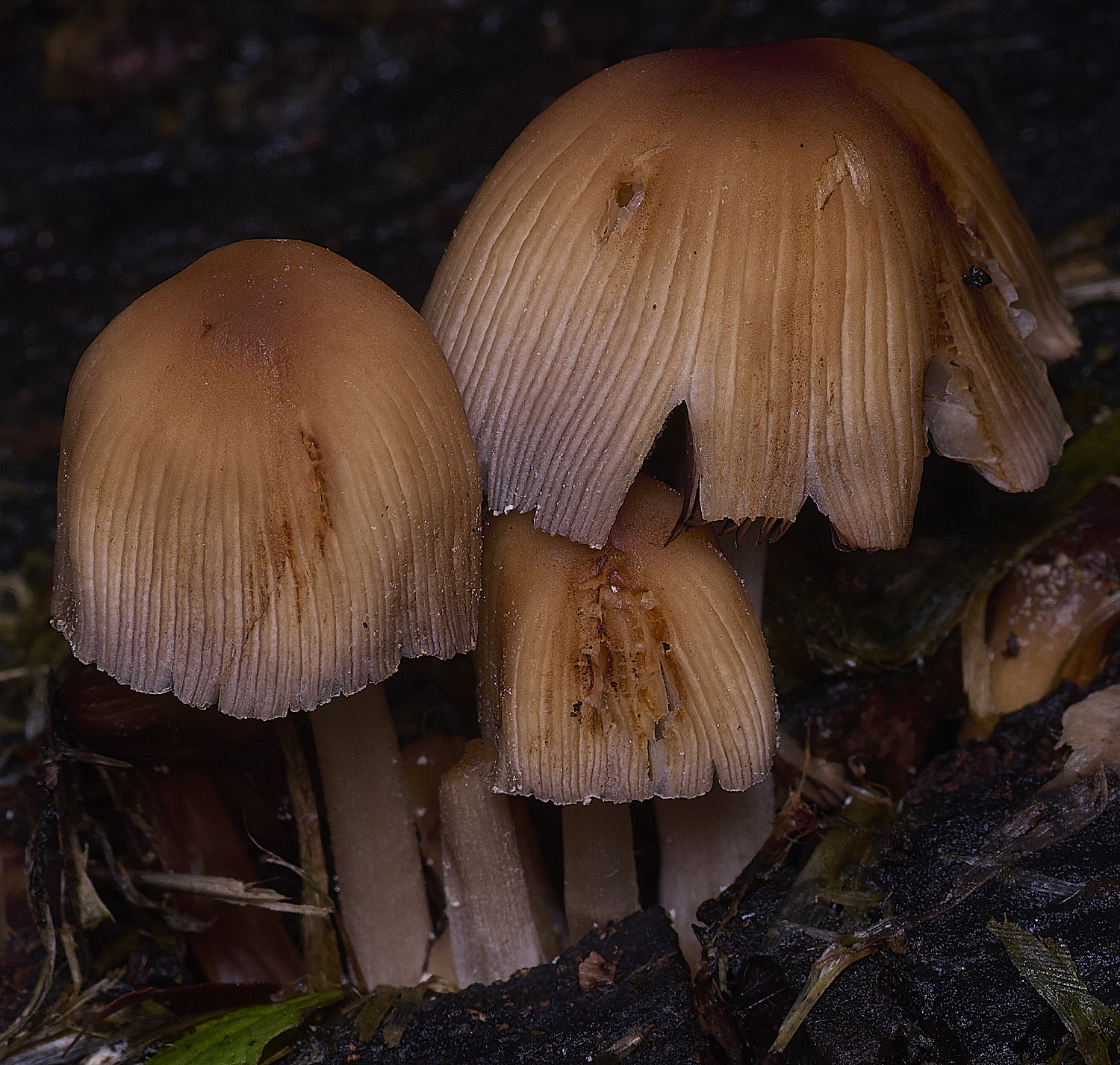 CawstonHeathGlisteningInkcap311225-1