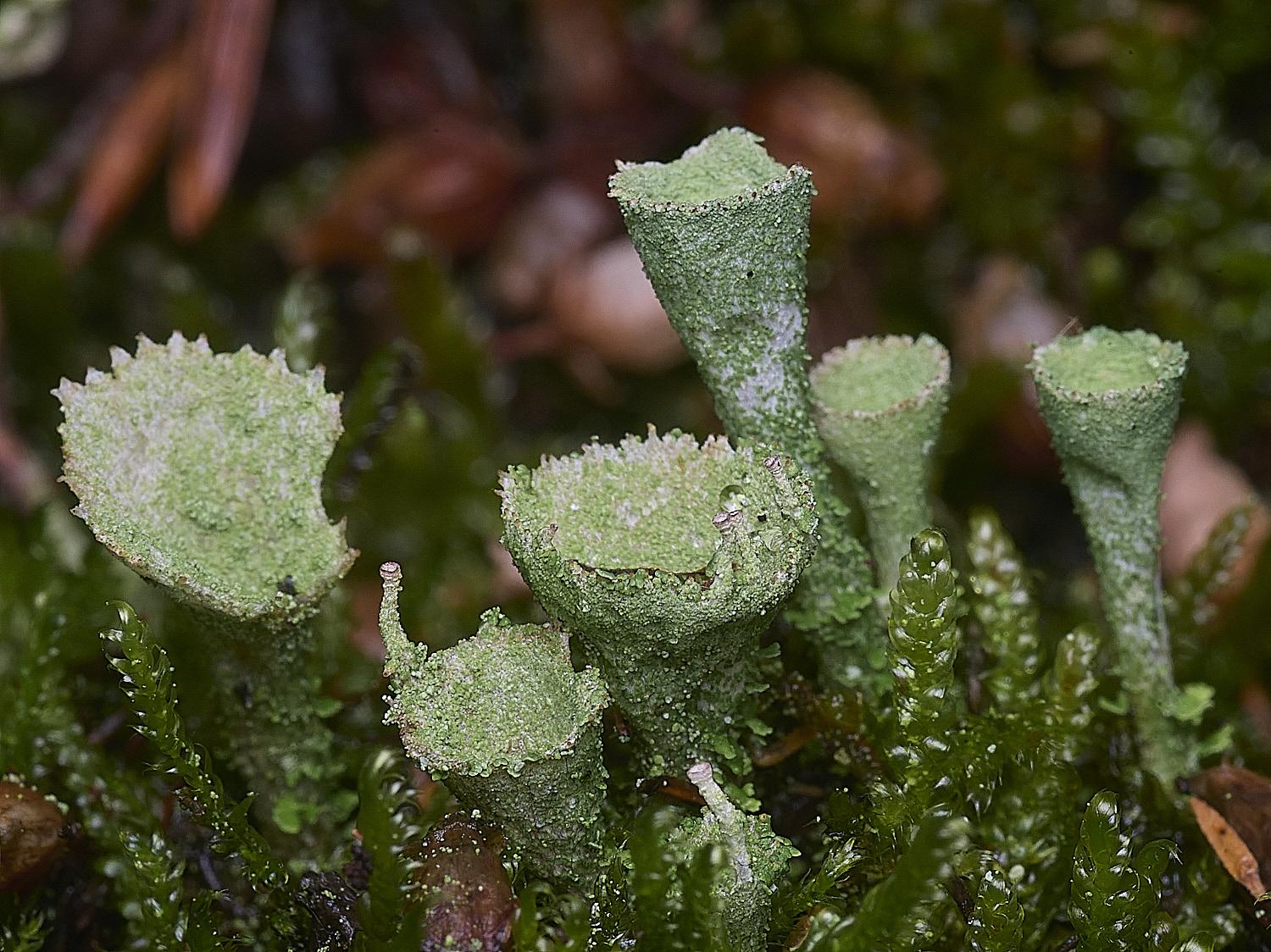 CawstonHeathLichen10301225-1