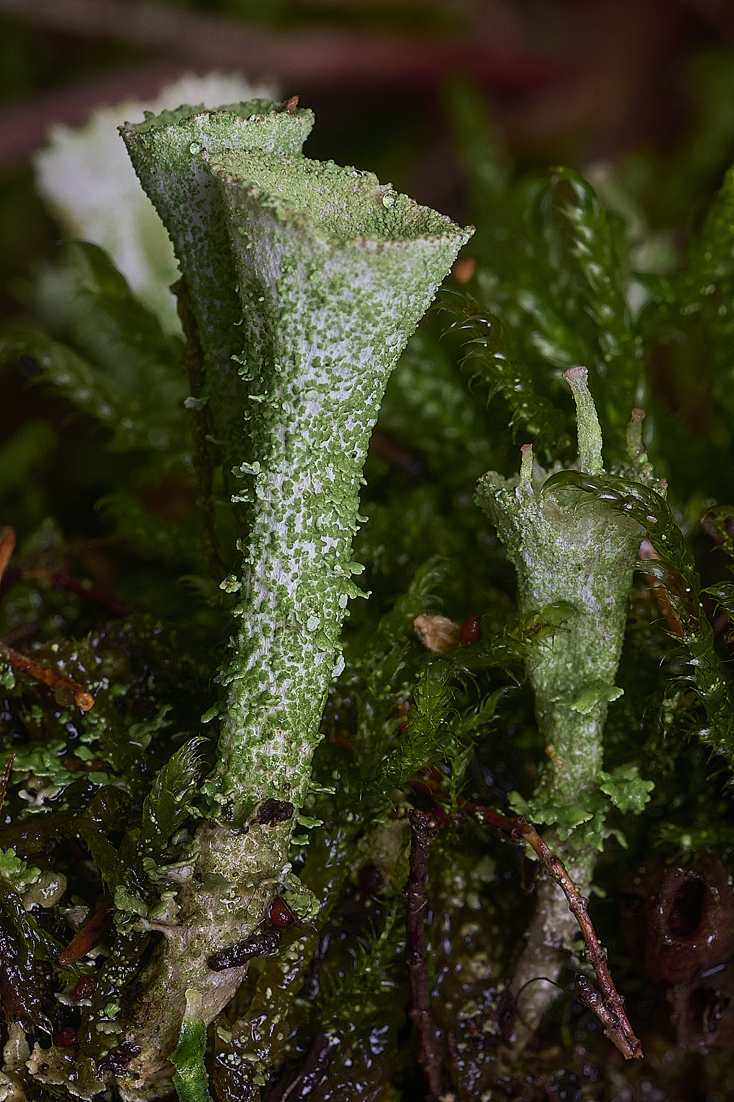 CawstonHeathLichen10301225-3