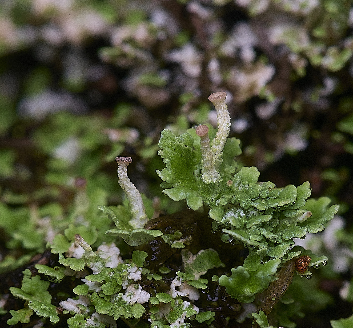 CawstonHeathLichen11301225-2