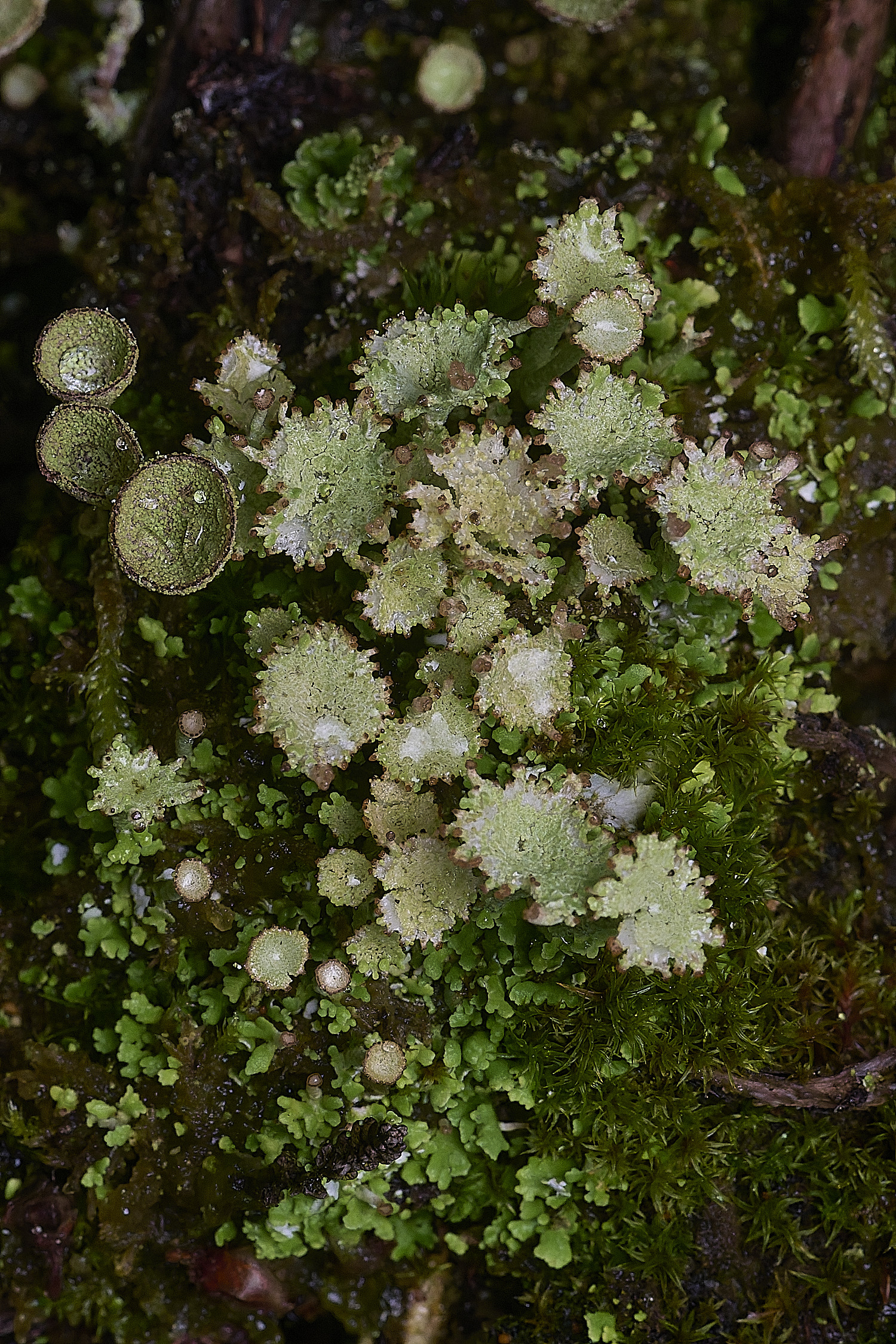 CawstonHeathLichen12301225-1