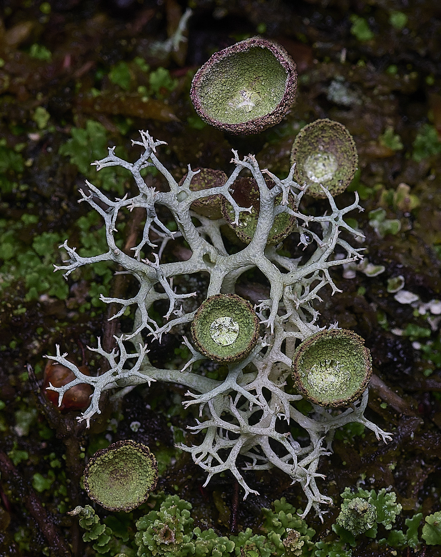 CawstonHeathLichen1301225-1