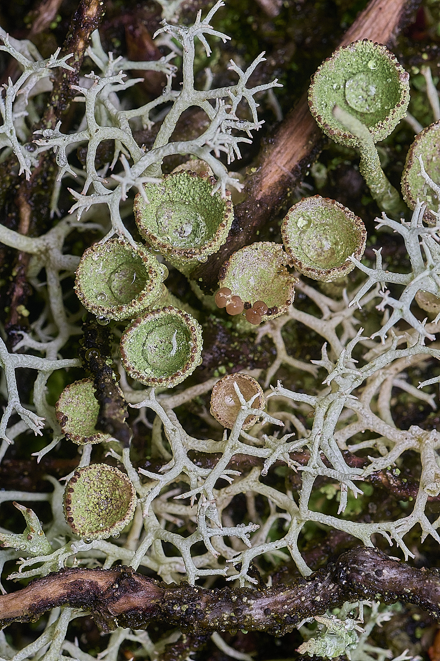 CawstonHeathLichen1301225-3