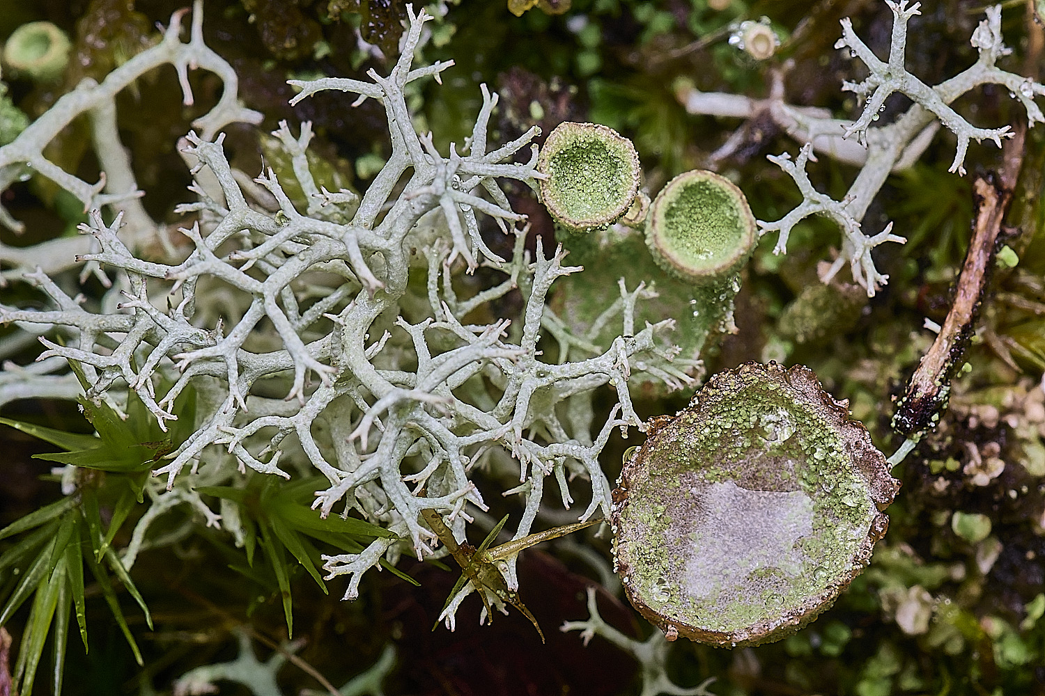 CawstonHeathLichen1301225-4