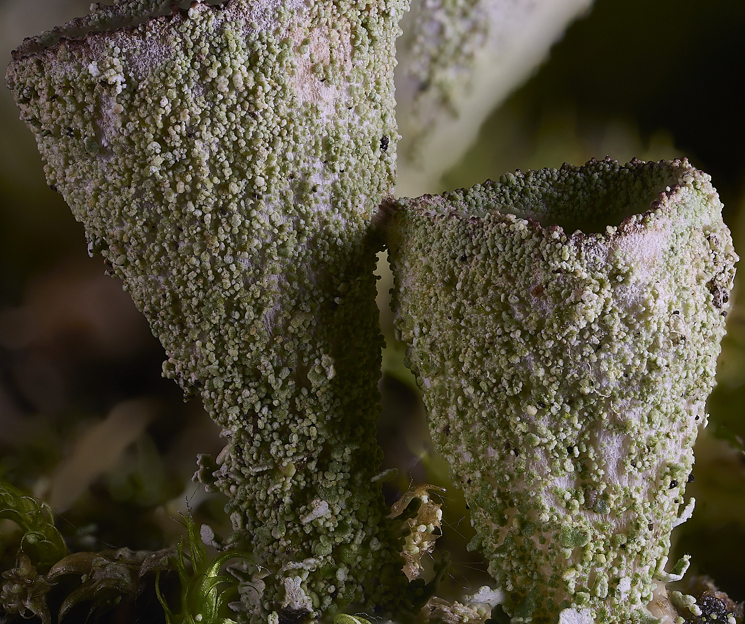 CawstonHeathLichen1301225-5