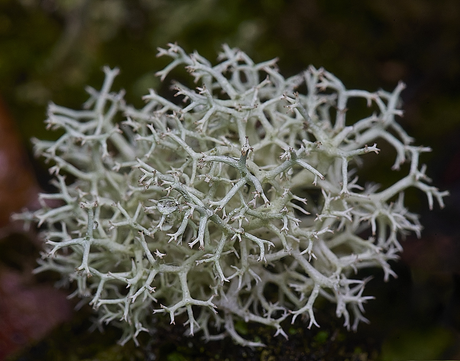 CawstonHeathLichen2301225-2