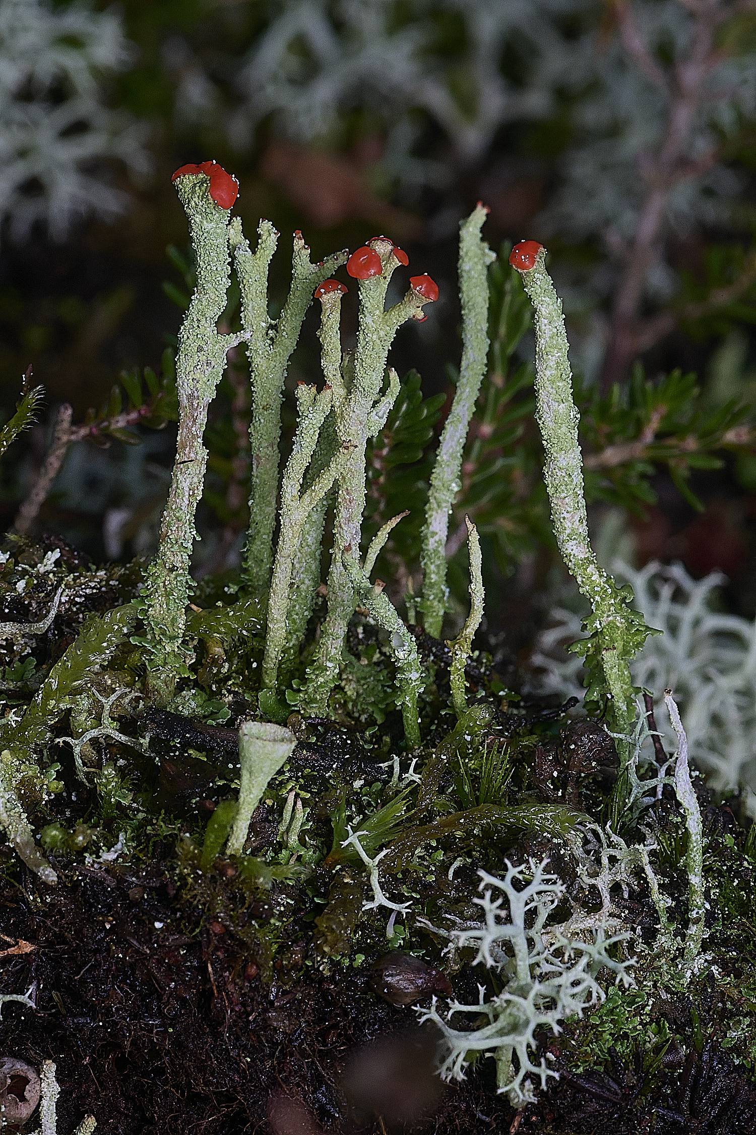 CawstonHeathLichen3301225-2