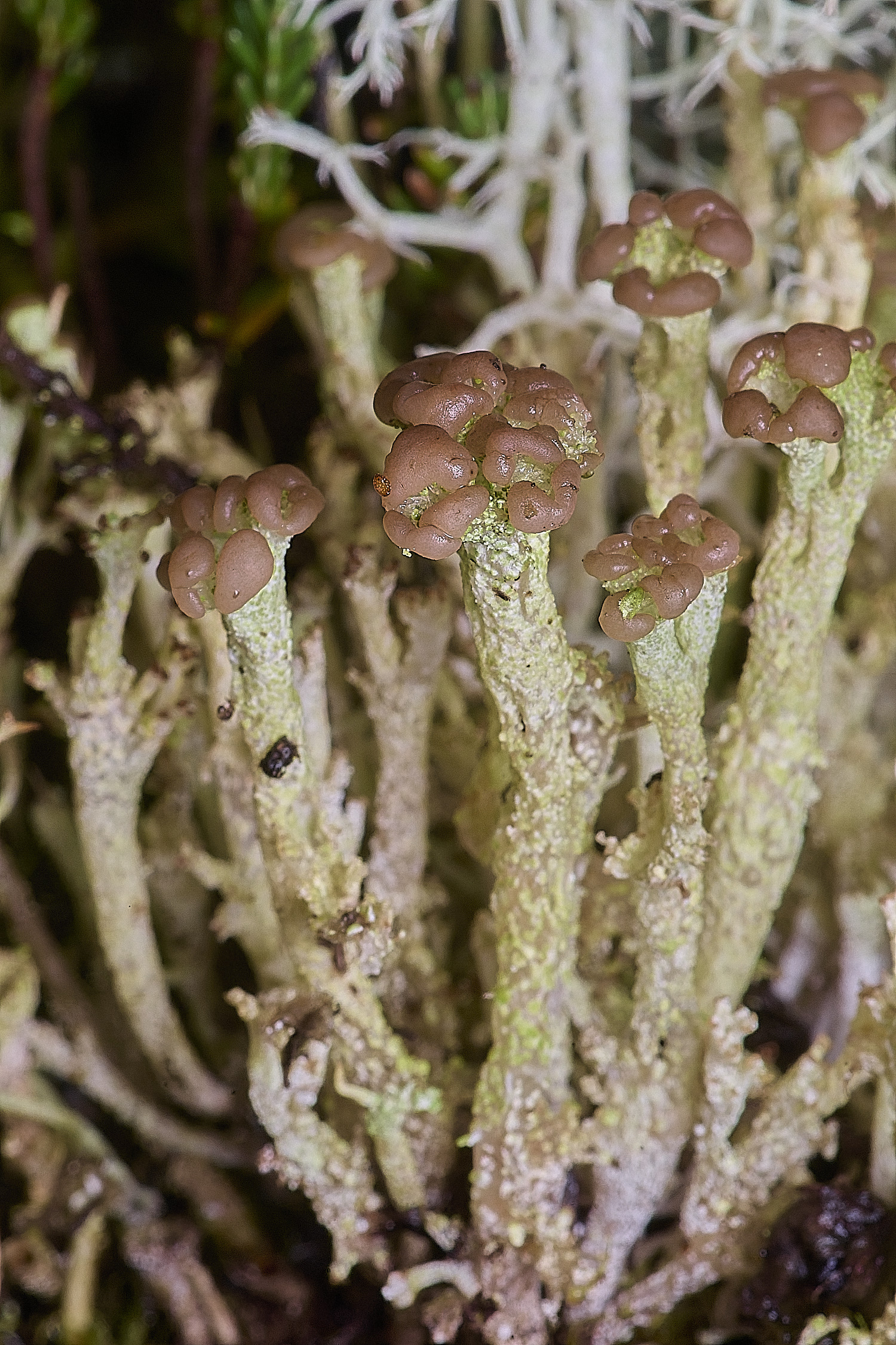 CawstonHeathLichen5301225-3