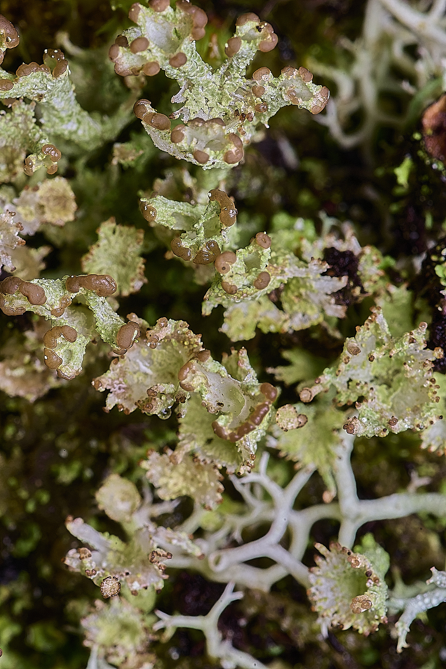 CawstonHeathLichen6301225-0