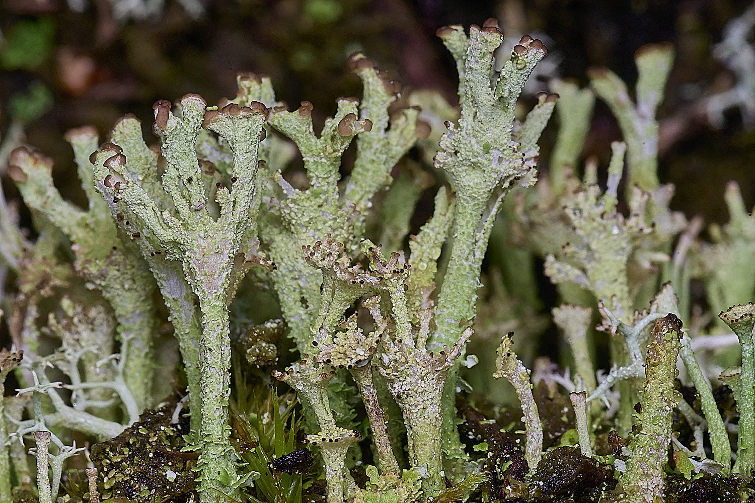 CawstonHeathLichen6301225-3