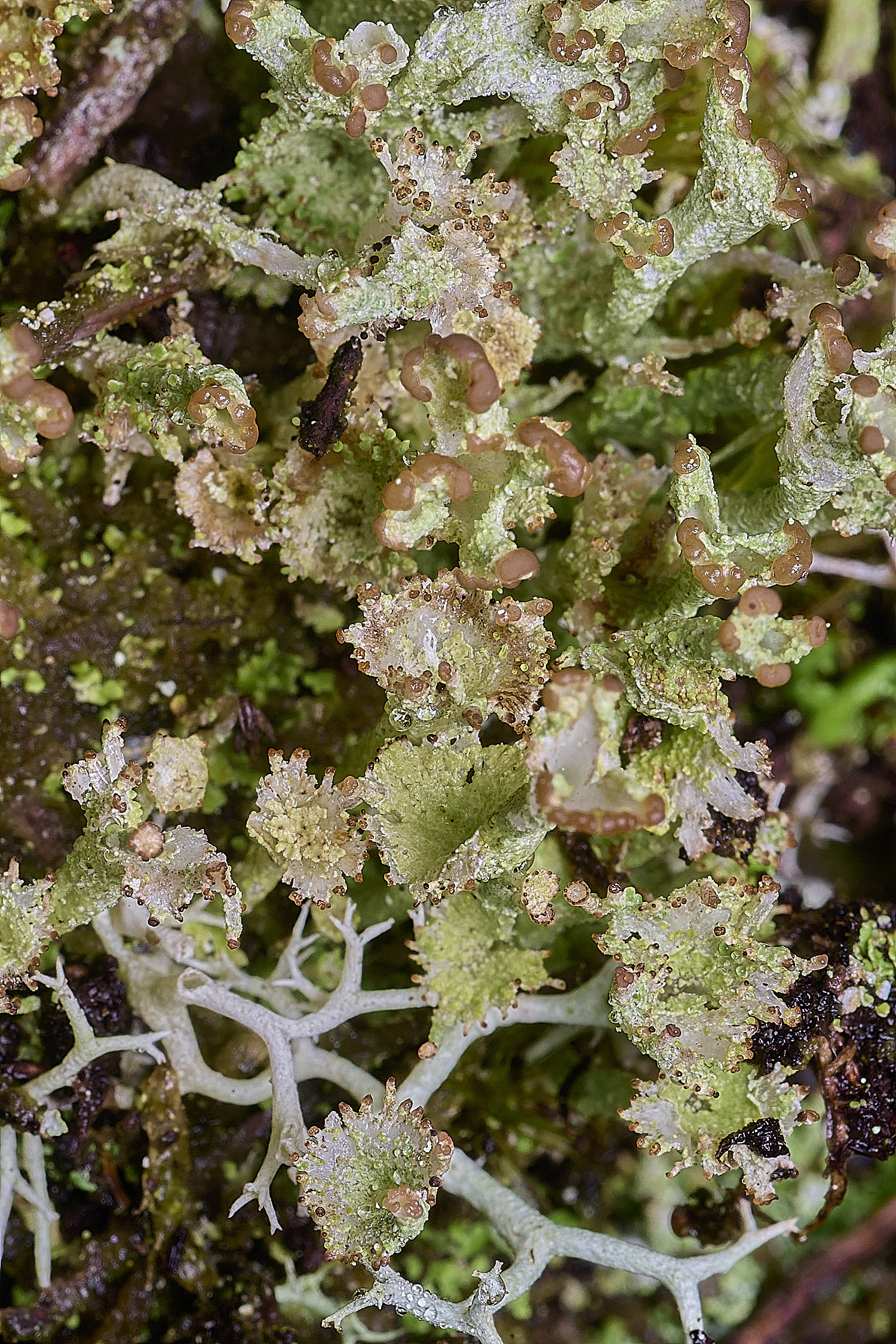 CawstonHeathLichen6301225-1