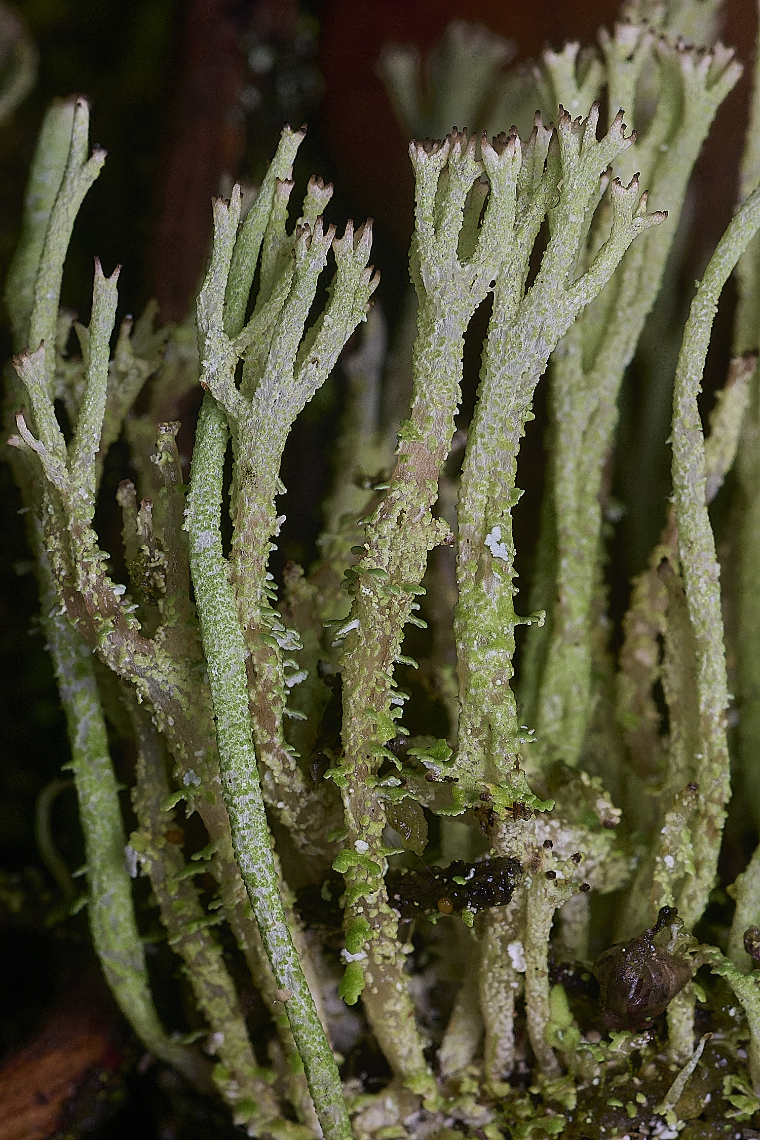 CawstonHeathLichen7301225-1