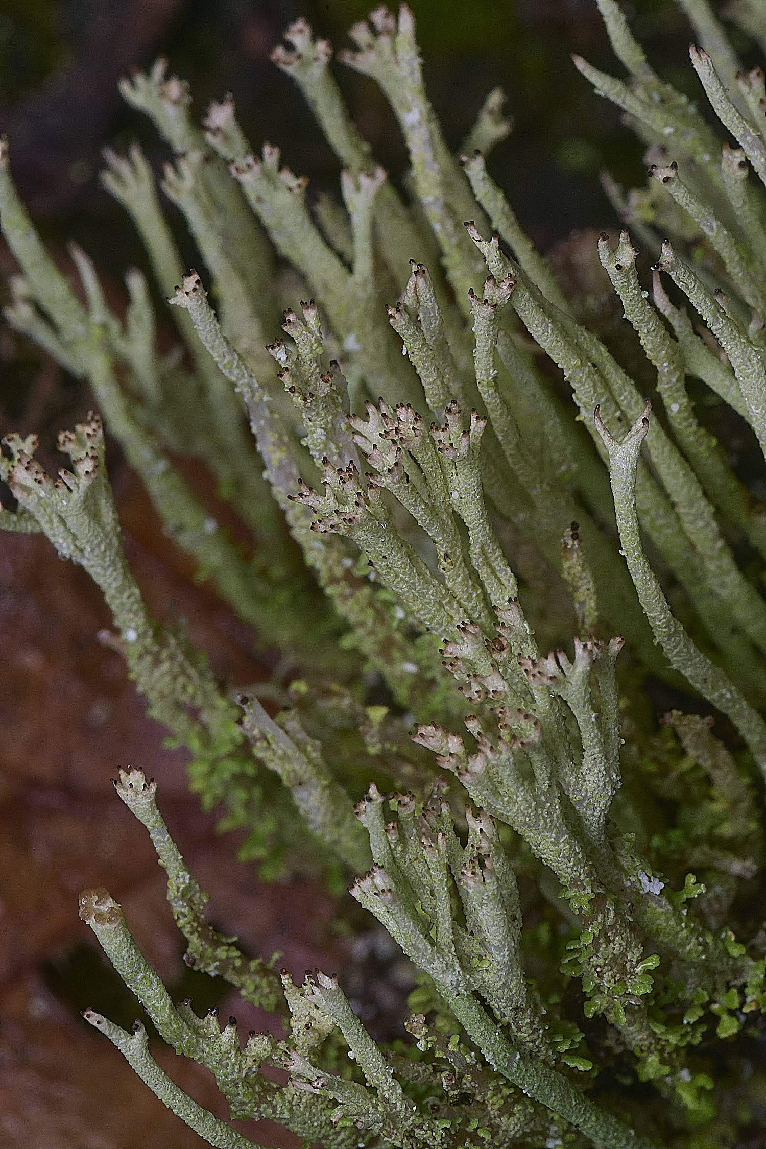 CawstonHeathLichen7301225-2