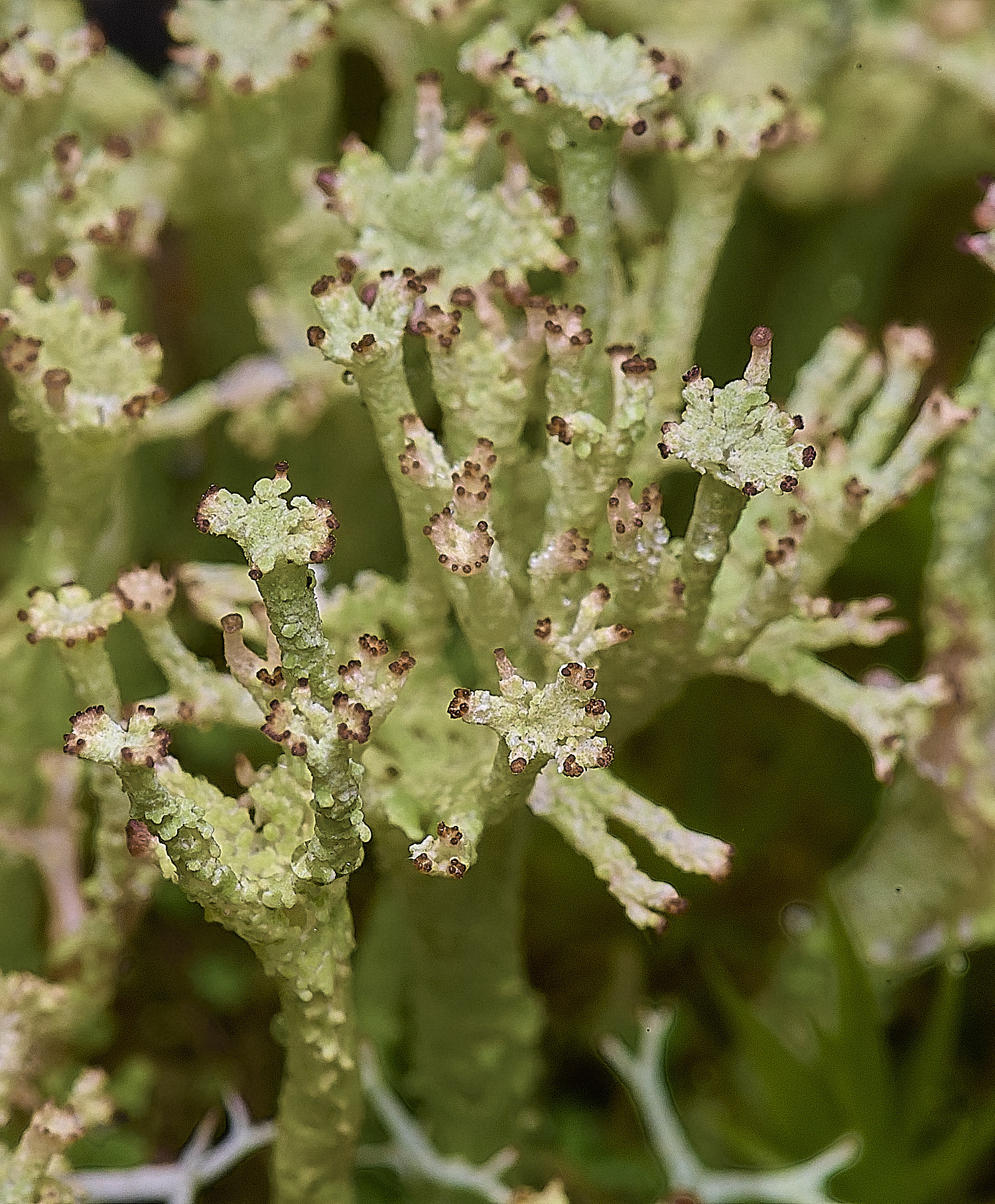 CawstonHeathLichen7301225-5