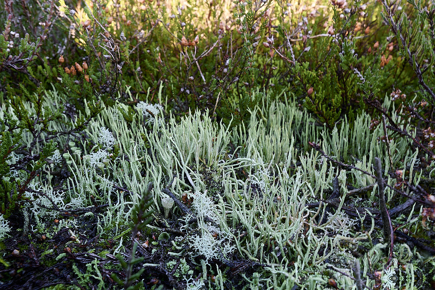 CawstonHeathLichen8301225-1