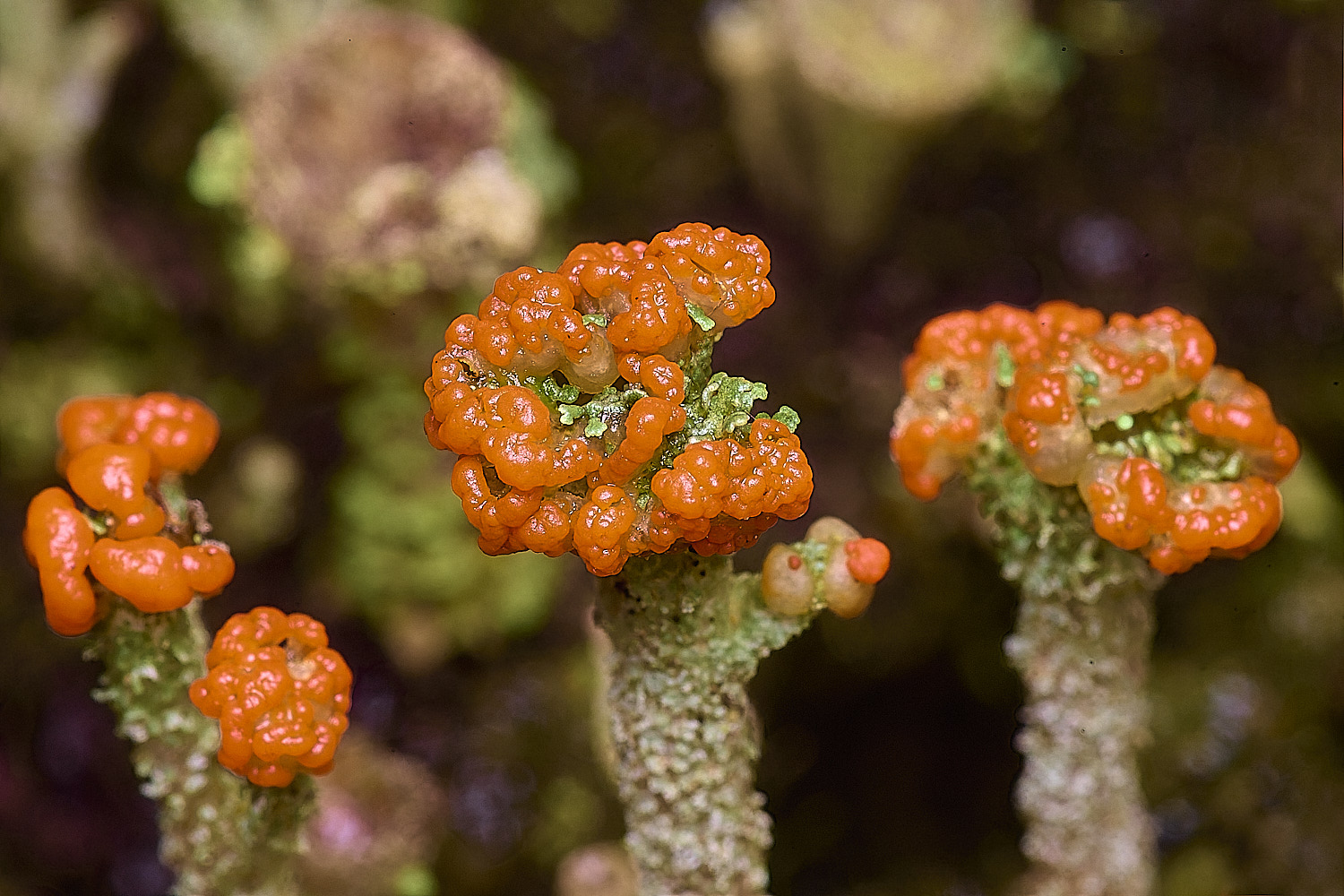 CawstonHeathLichen9301225-3
