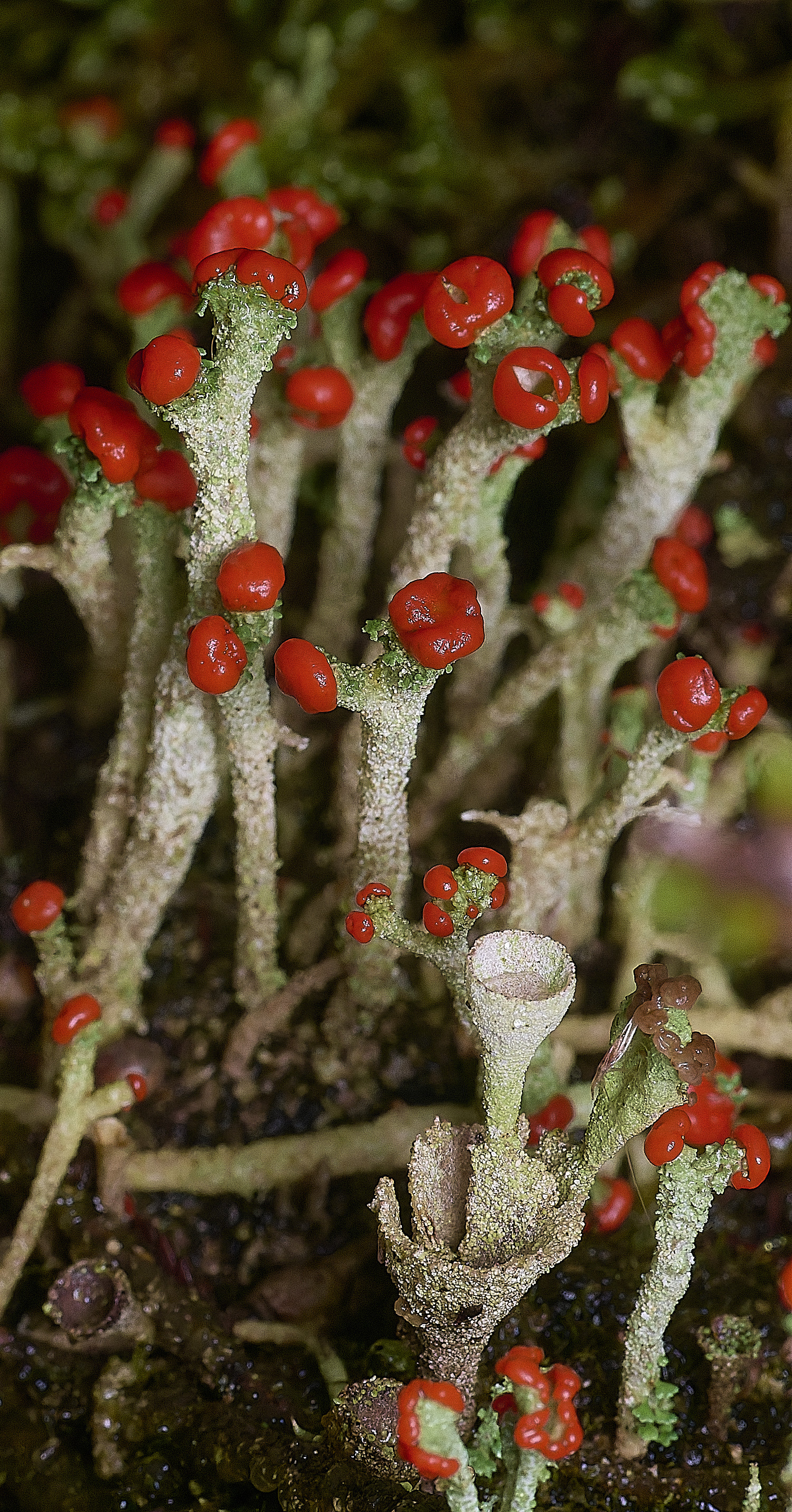 CawstonHeathLichen9301225-4