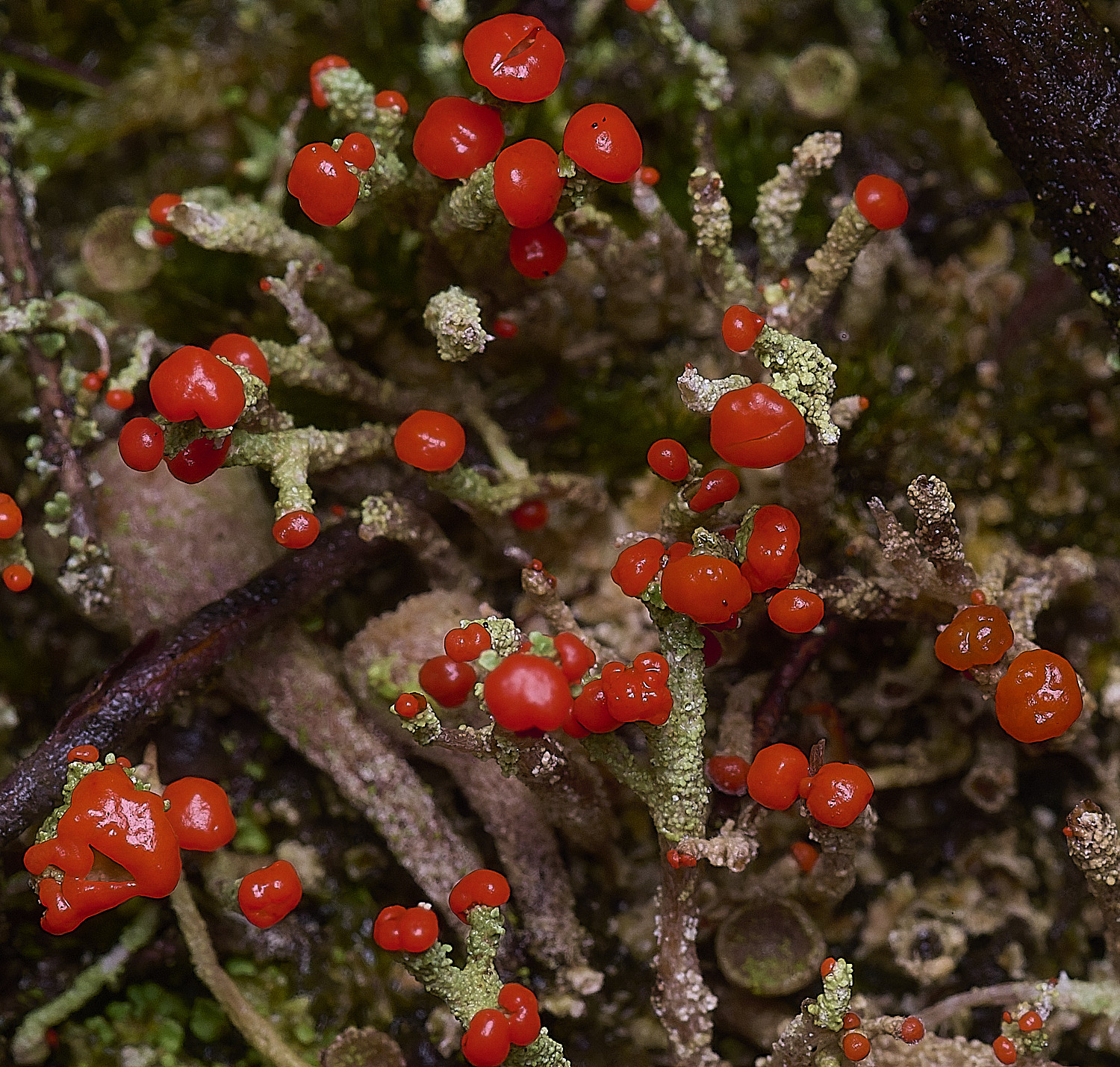 CawstonHeathLichen9301225-6