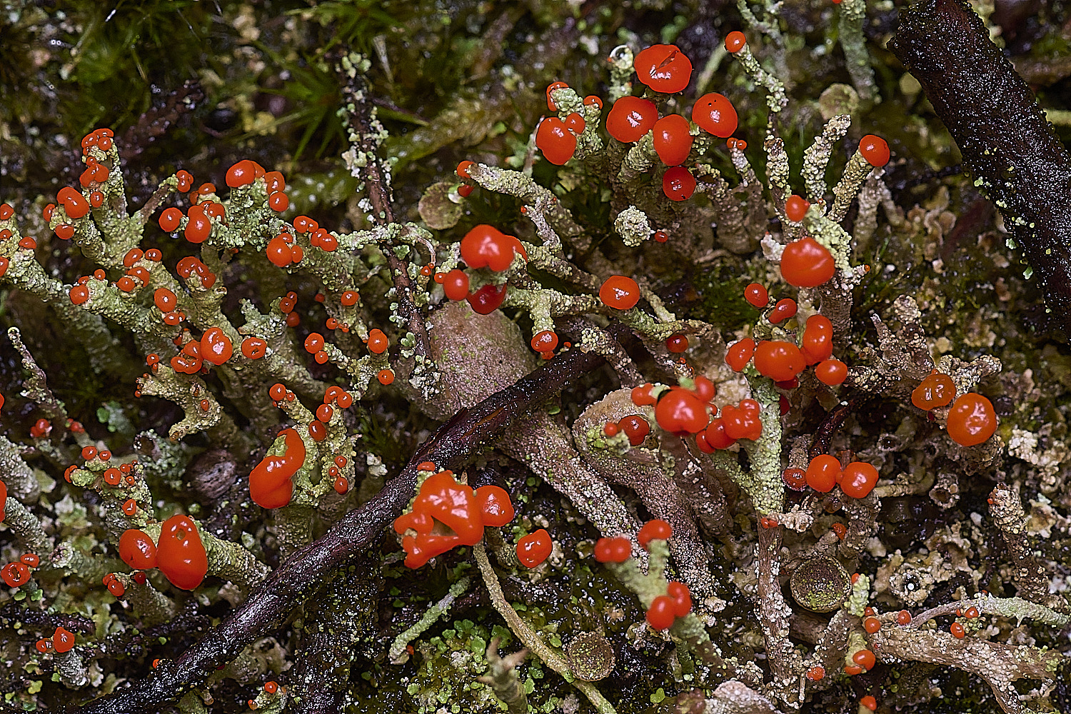 CawstonHeathLichen9301225-7