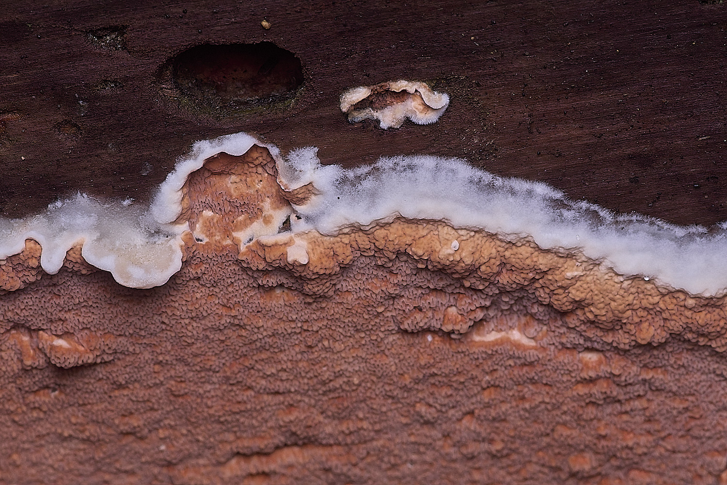 CawstonHeathRedresupinate311225-2