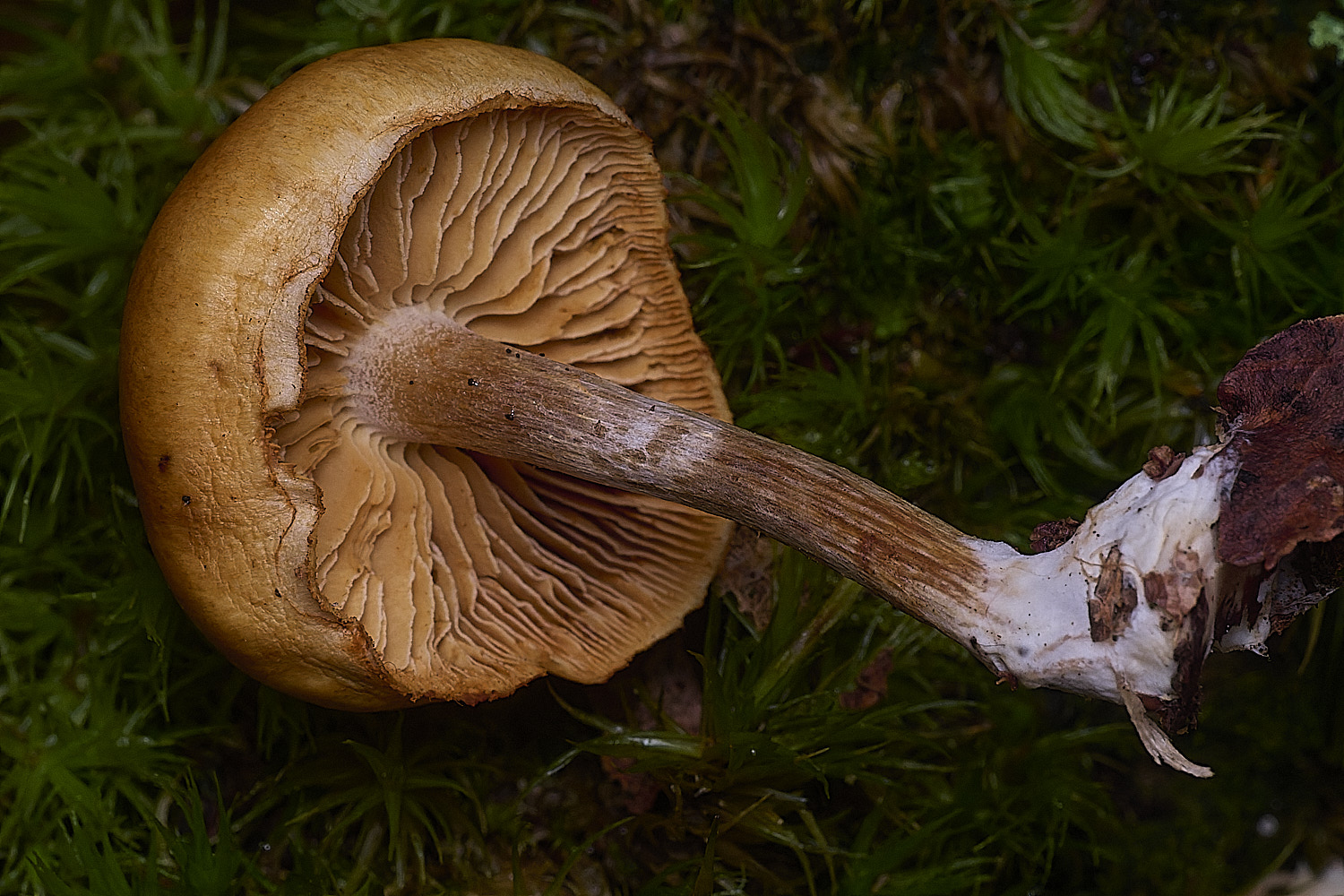 CawstonHeathRustGill311225-1