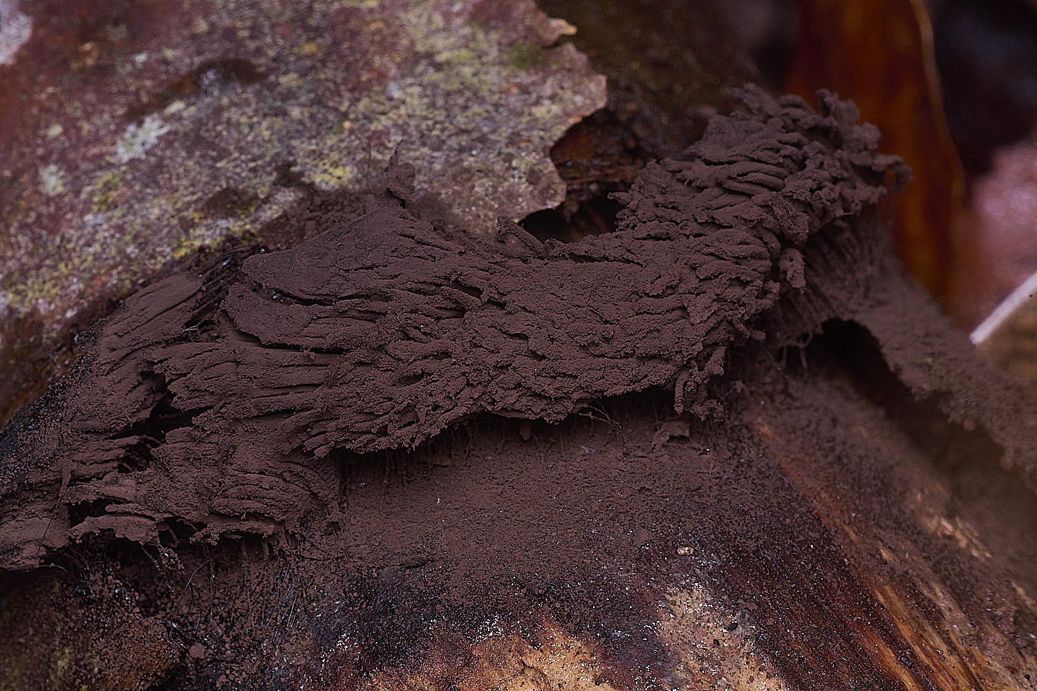 CawstonHeathSlimeMoldBrown311225-1