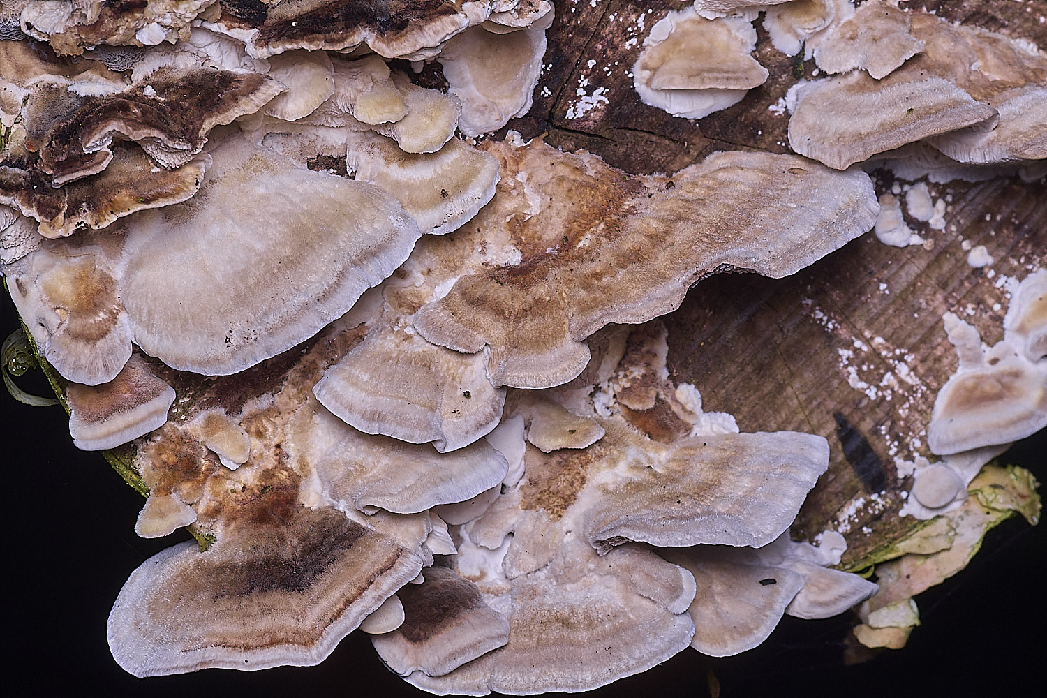 CawstonHeathTpubescens311225-1