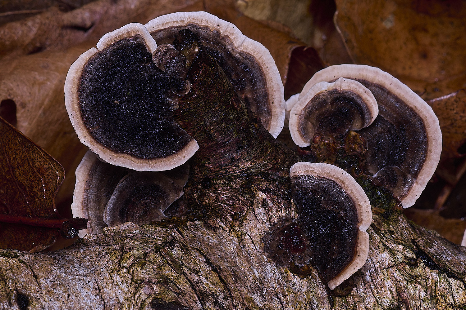 CawstonHeathTrametes311225-3