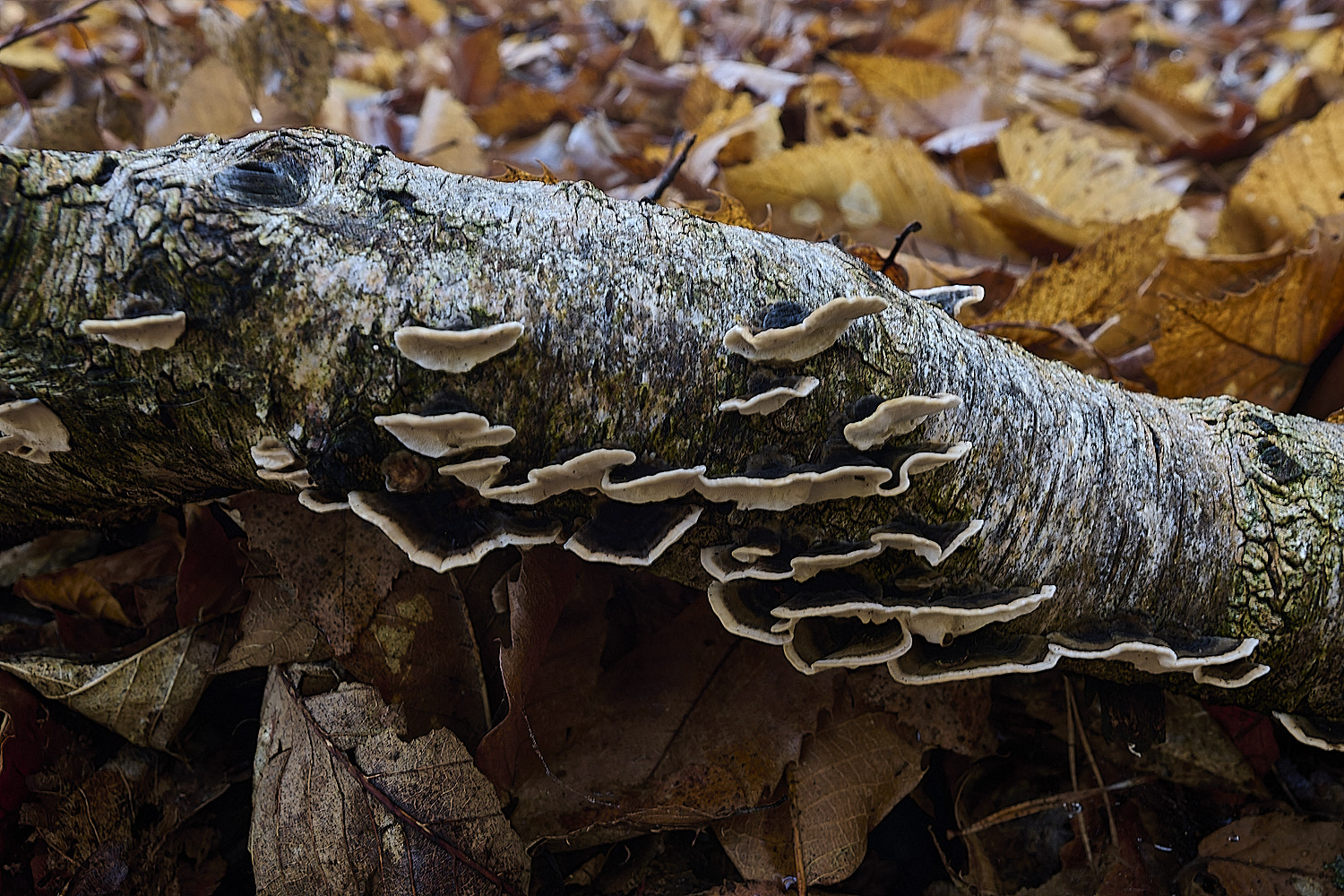 CawstonHeathTrametes311225-4