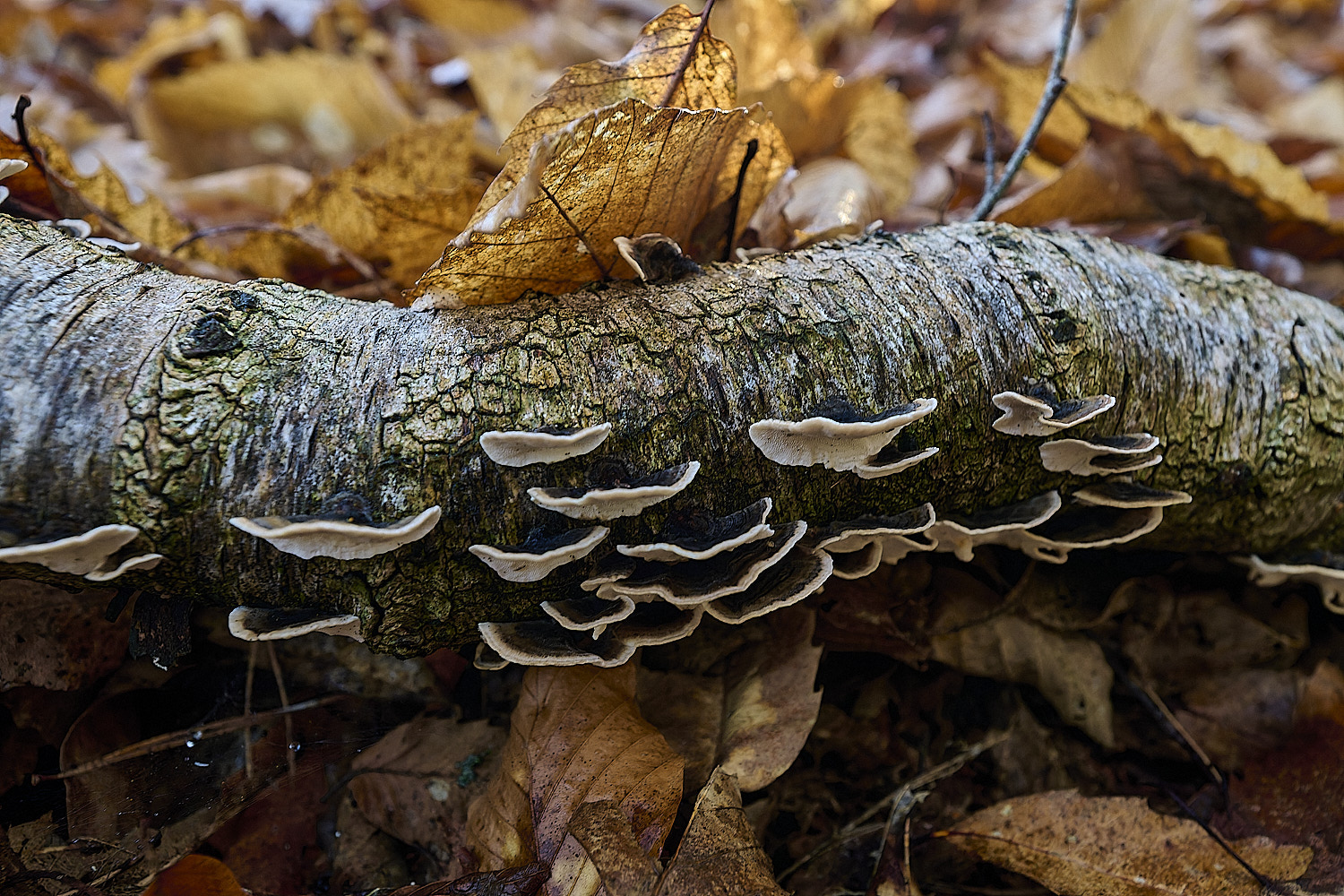 CawstonHeathTrametes311225-5