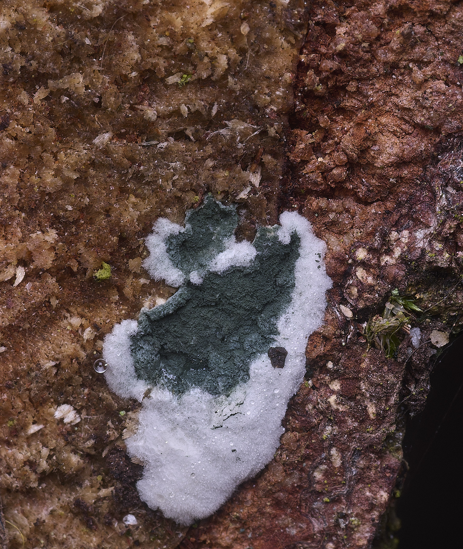 CawstonHeathTviride311225-1