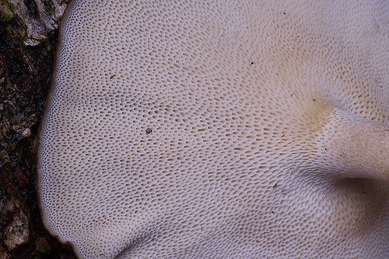 CawstonHeathWinterPolypore311225-2