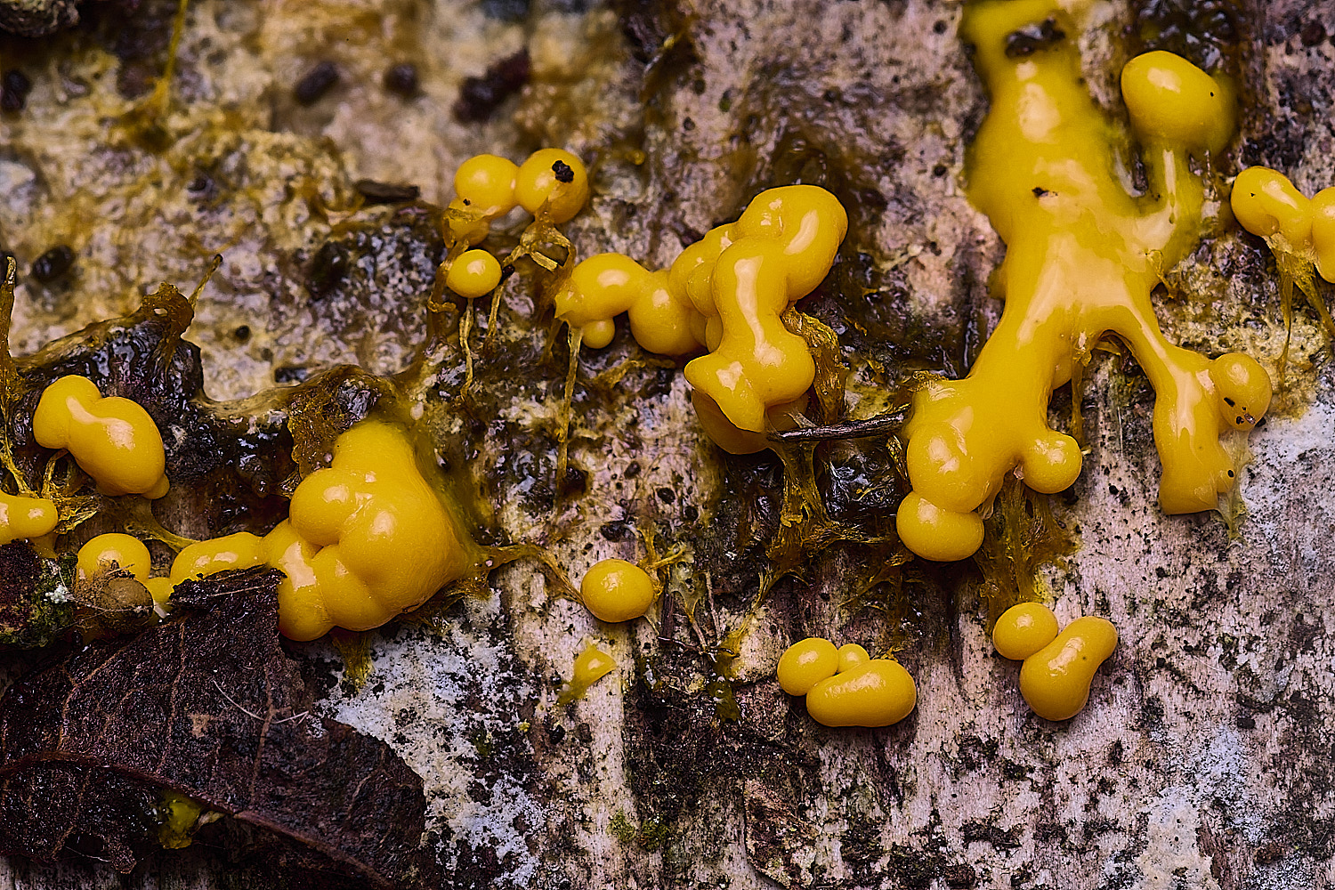 CawstonHeathYellowSlimeMold311225-1