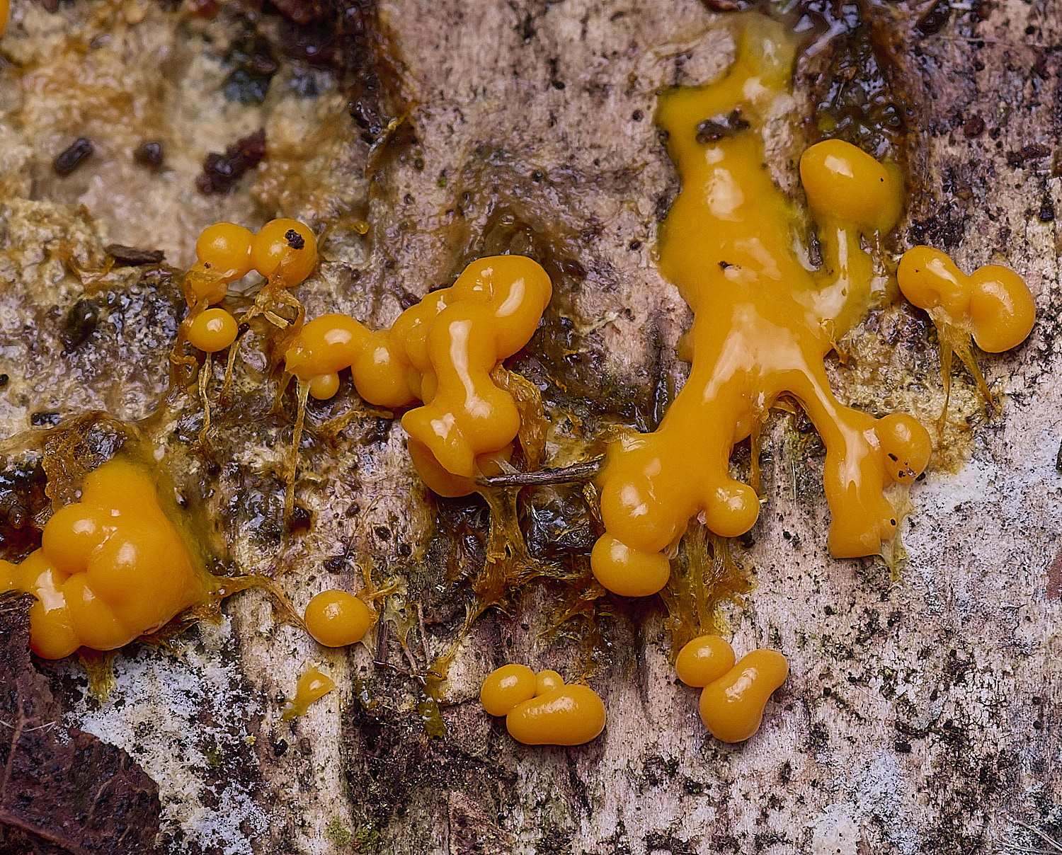 CawstonHeathYellowSlimeMold311225-2