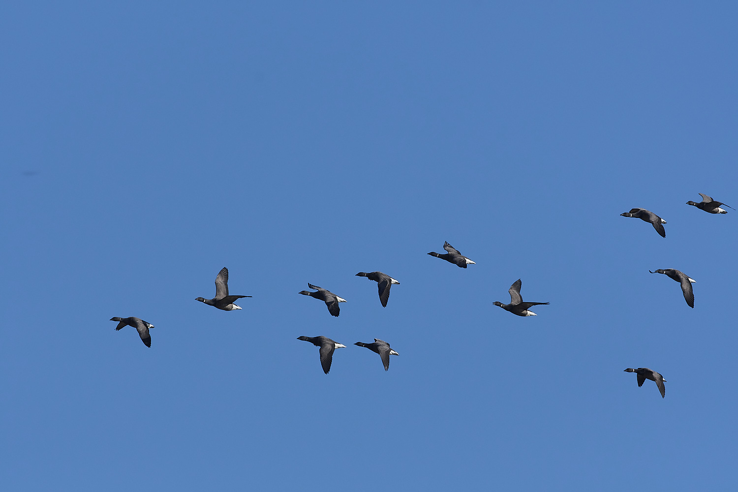 CleyBrent130325-3