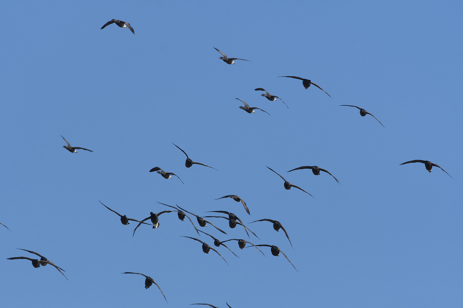 CleyBrent130325-6