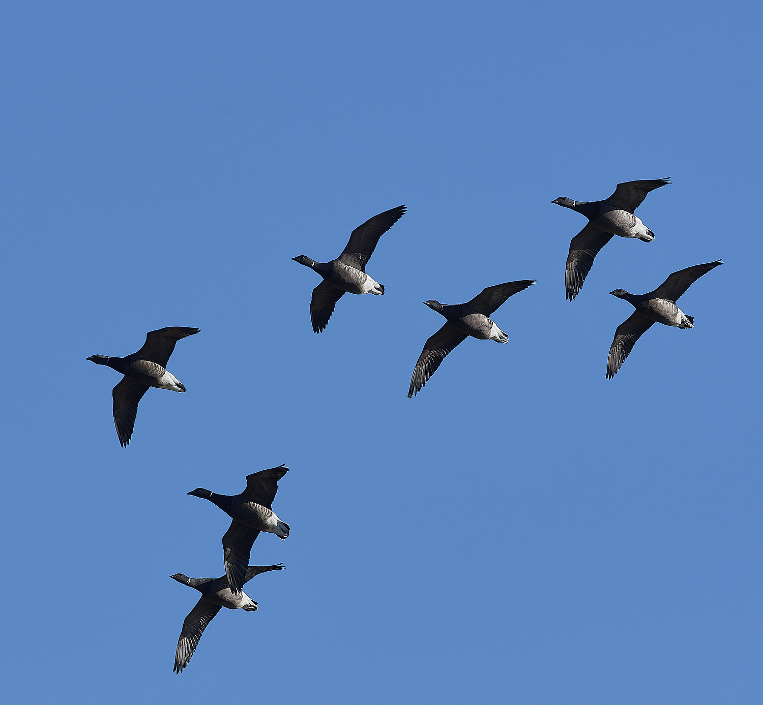 CleyBrent130325-8