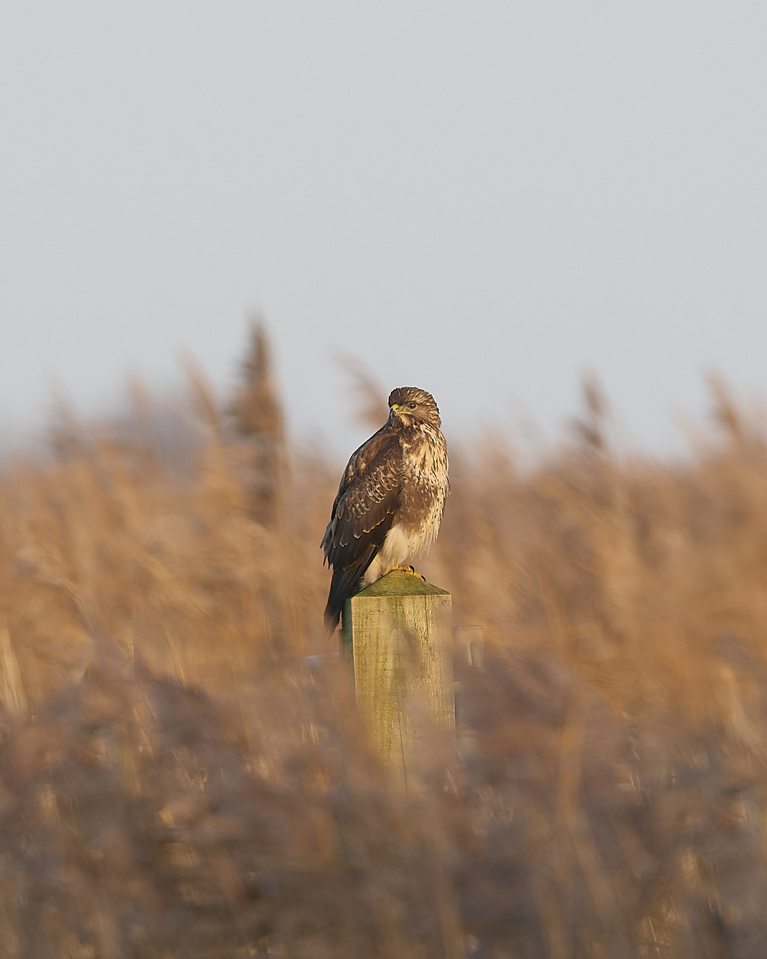 CleyBuzzard201225-1