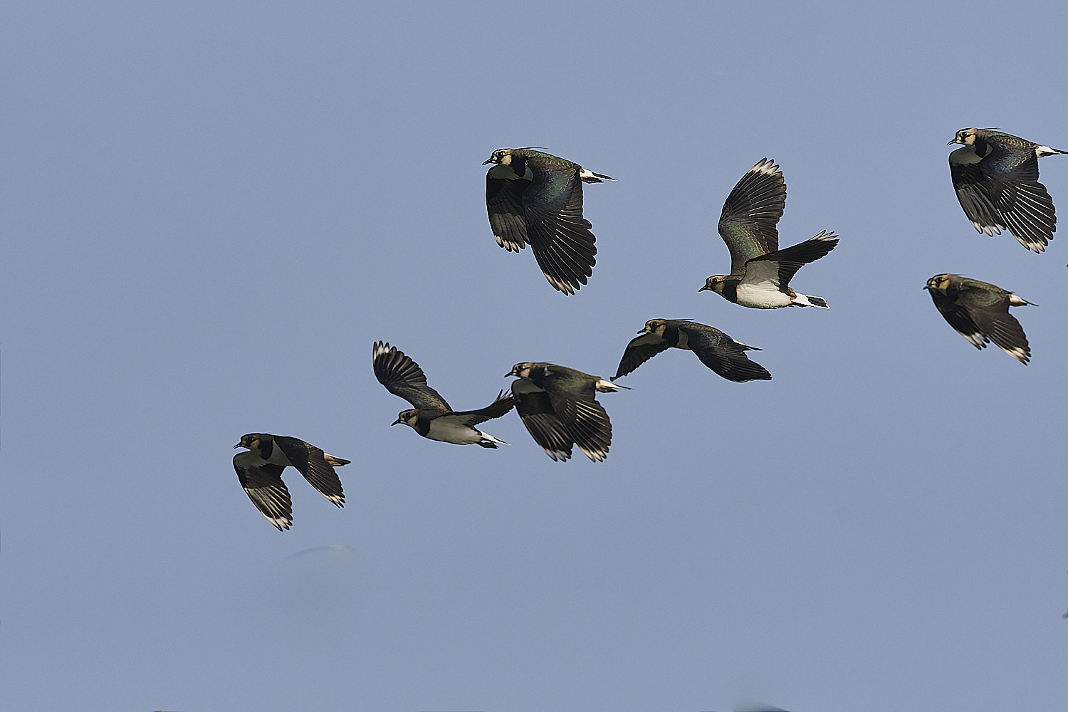 CleyLapwing1225-1