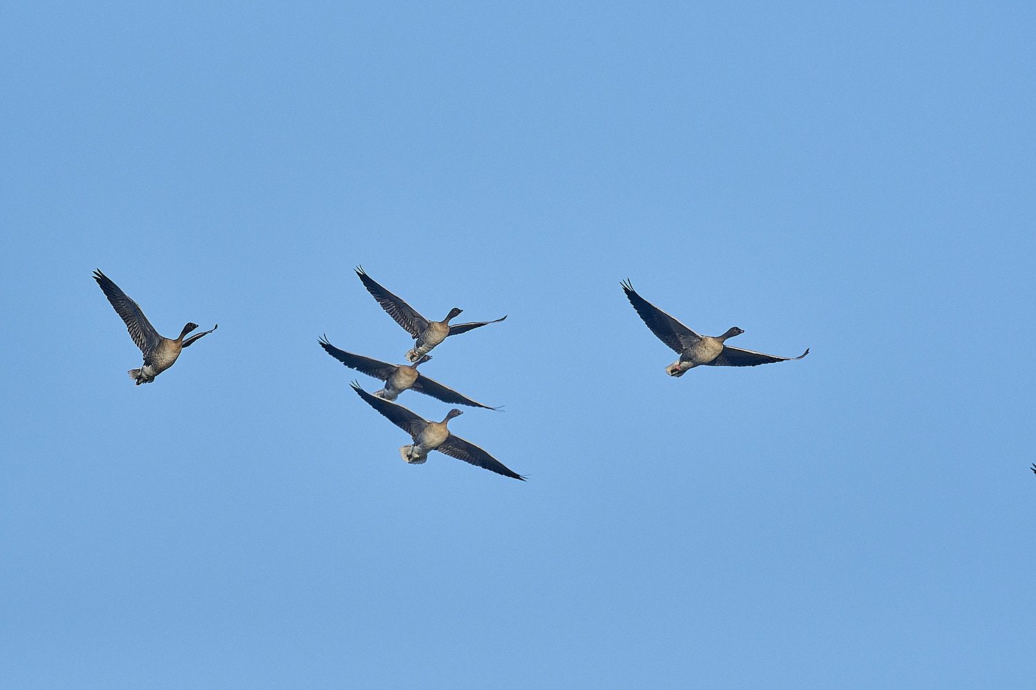 CleyPinkfeet191225-1